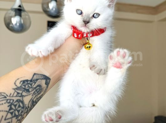 British Shorthair Bluepoint Yavrular görsel