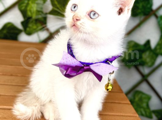 Pamuğumuz Maviş British Shorthair Erkek Bebek görsel