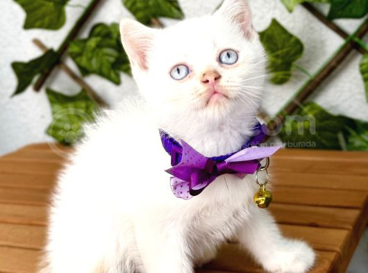 Pamuğumuz Maviş British Shorthair Erkek Bebek görsel
