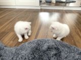 Bembeyaz British Shorthair Yavrular