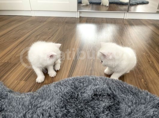 Bembeyaz British Shorthair Yavrular görsel