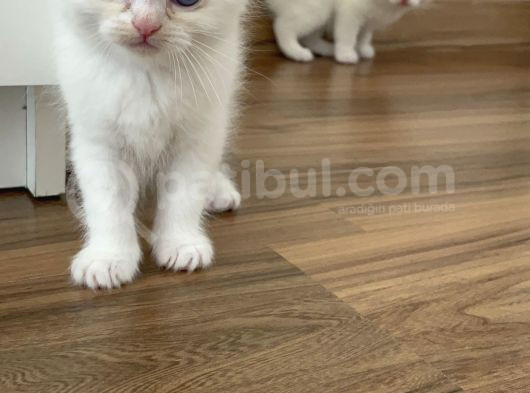 Bembeyaz British Shorthair Yavrular