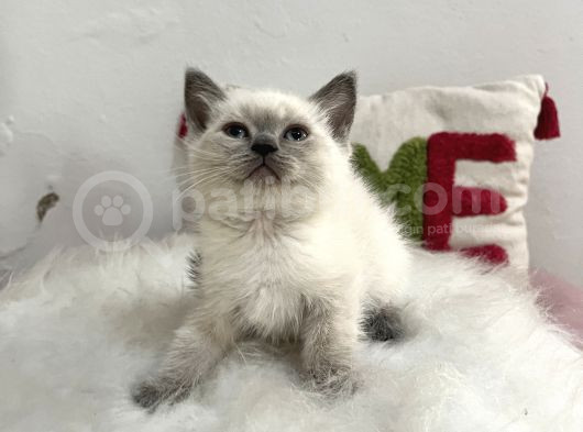 Safkan Sağlıklı Blue Point görsel