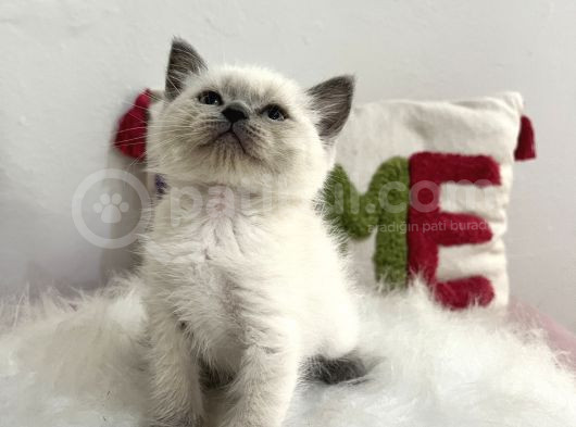 Safkan Sağlıklı Blue Point görsel