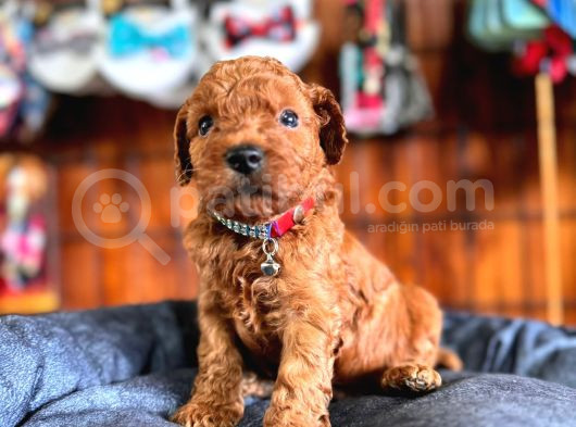 En Zeki Apartman Köpeği A Secereli Toy Poodle görsel