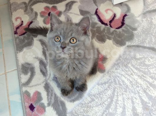 Bu Yakişikli Yeni̇ Yuvasini Ariyor görsel