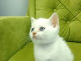 Redpoint british shorthair ERKEK