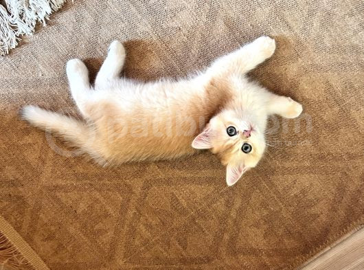 Saf Kan Şecereli Golden British Shorthair Nv12 Wcf Kayıtlı görsel