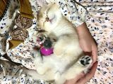Saf Kan Şecereli Golden British Shorthair Nv12 Wcf Kayıtlı