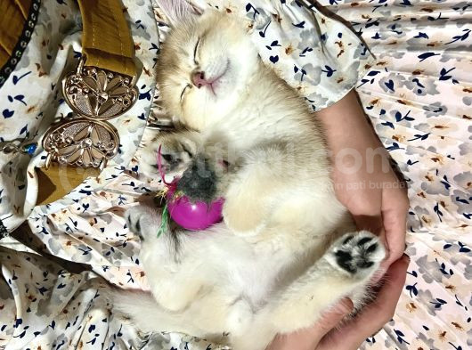 Saf Kan Şecereli Golden British Shorthair Nv12 Wcf Kayıtlı görsel