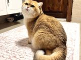 Saf Kan Şecereli Golden British Shorthair Nv12 Wcf Kayıtlı