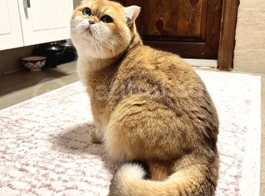 Saf Kan Şecereli Golden British Shorthair Nv12 Wcf Kayıtlı görsel