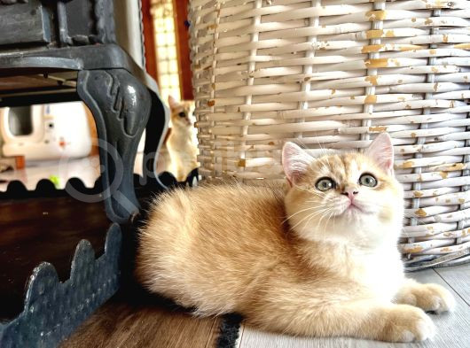 Saf Kan Şecereli Golden British Shorthair Nv12 Wcf Kayıtlı