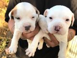 American Bully