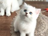 Bembeyaz Lekesiz British Shorthair Yavrularım