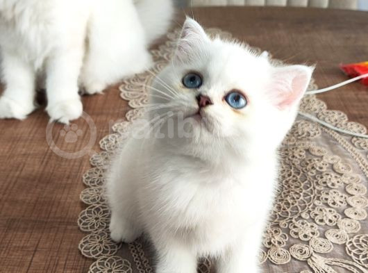 Bembeyaz Lekesiz British Shorthair Yavrularım görsel
