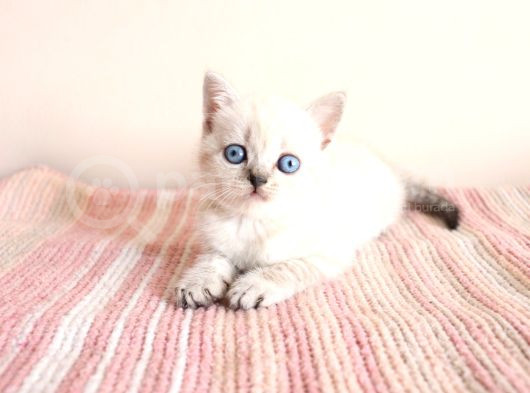 Bembeyaz Lekesiz British Shorthair Yavrularım