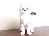 Bembeyaz Lekesiz British Shorthair Yavrularım