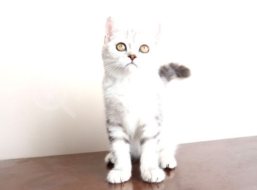 Bembeyaz Lekesiz British Shorthair Yavrularım görsel