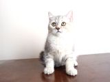 Bembeyaz Lekesiz British Shorthair Yavrularım