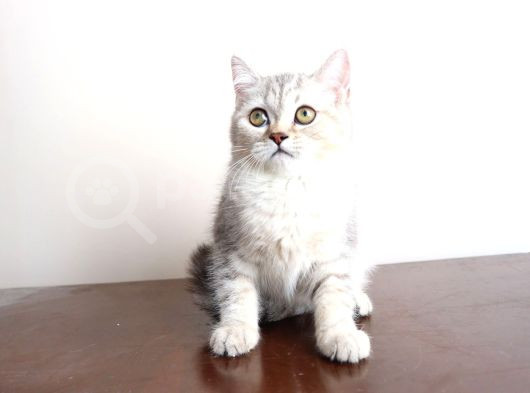 Bembeyaz Lekesiz British Shorthair Yavrularım görsel