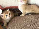 Şhow kalite golden bebekler