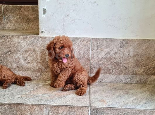 Toy Poodle Saf Red Brown Orji̇nal