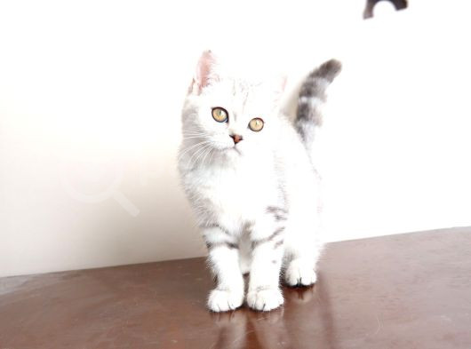 Bembeyaz Lekesiz British Shorthair Yavrularım görsel