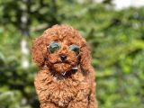 Tooy poodle cinsi yavrular Dişi erkek mevcuttur 