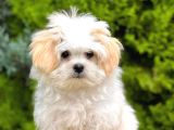 Maltesse terrier cinsi mini Boy Puppy Kar beyaz 