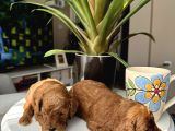 Kore Kan Orjinal Red Brown Toy Poodle
