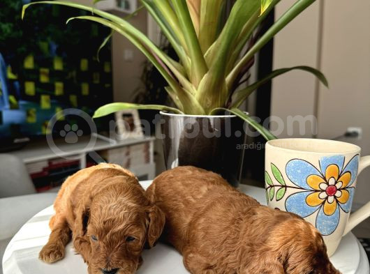 Kore Kan Orjinal Red Brown Toy Poodle görsel
