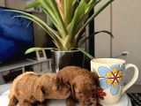 Kore Kan Orjinal Red Brown Toy Poodle