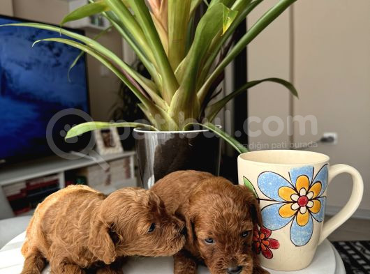 Kore Kan Orjinal Red Brown Toy Poodle görsel