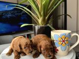 Kore Kan Orjinal Red Brown Toy Poodle
