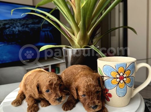 Kore Kan Orjinal Red Brown Toy Poodle görsel