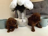 Kore Kan Orjinal Red Brown Toy Poodle