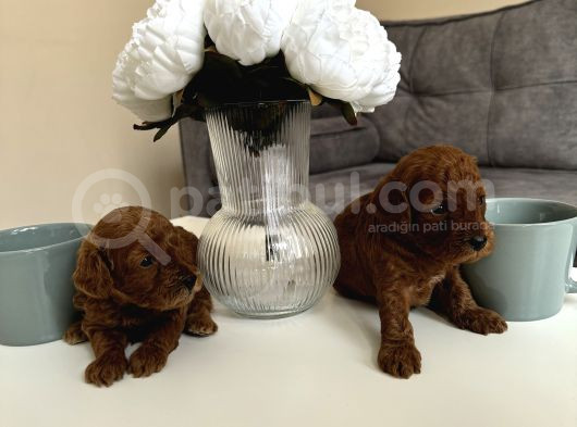 Kore Kan Orjinal Red Brown Toy Poodle görsel