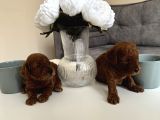 Kore Kan Orjinal Red Brown Toy Poodle