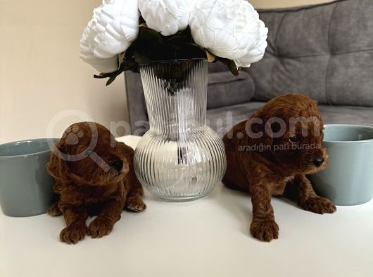 Kore Kan Orjinal Red Brown Toy Poodle görsel