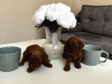 Kore Kan Orjinal Red Brown Toy Poodle