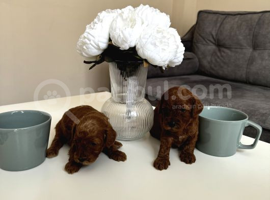 Kore Kan Orjinal Red Brown Toy Poodle görsel