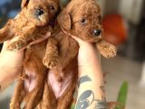 Kore Kan Orjinal Red Brown Toy Poodle