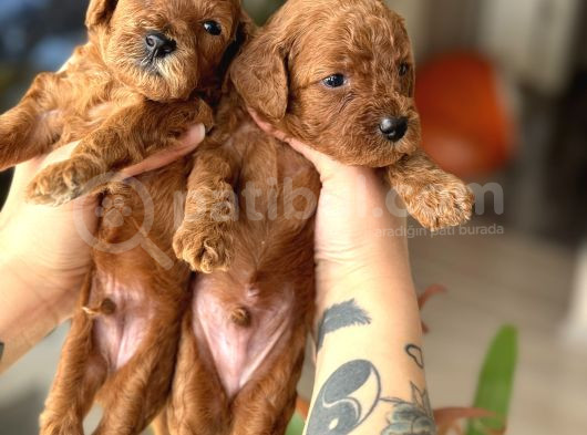 Kore Kan Orjinal Red Brown Toy Poodle görsel