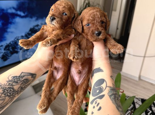 Kore Kan Orjinal Red Brown Toy Poodle görsel