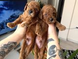 Kore kan orjinal red Brown Toy Poodle
