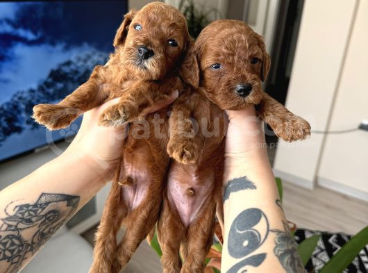 Kore Kan Orjinal Red Brown Toy Poodle