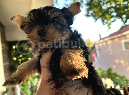 Yorkshire Terrier Teacup Yavru