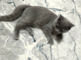 British Shorthair Cins Kedimizin Yeni Sahibini Arıyoruz