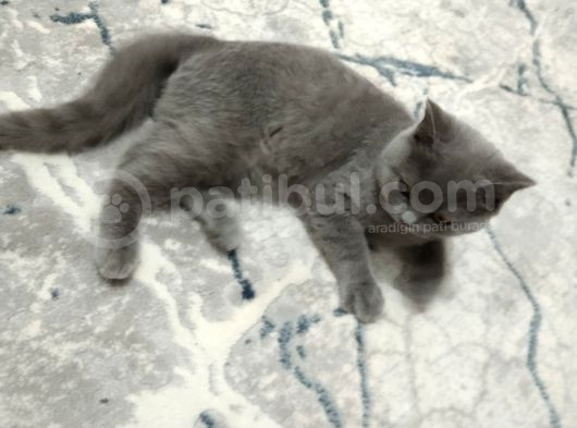 British Shorthair Cins Kedimizin Yeni Sahibini Arıyoruz görsel